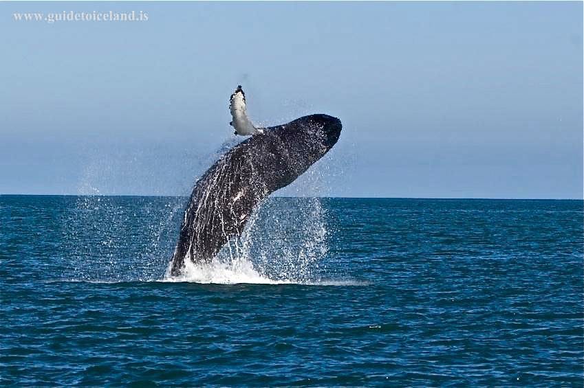Best Whale Watching Spots in Iceland