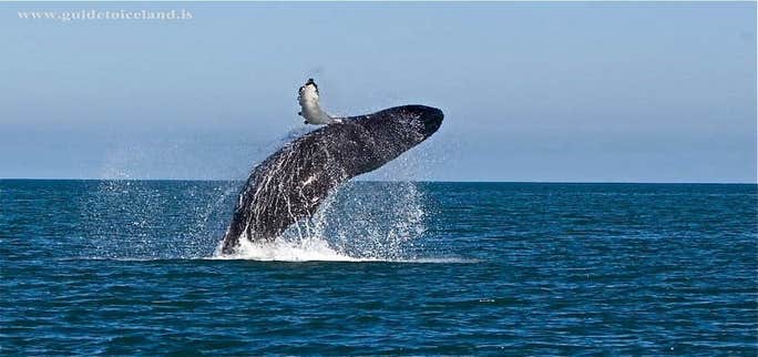 Best Whale Watching Spots in Iceland