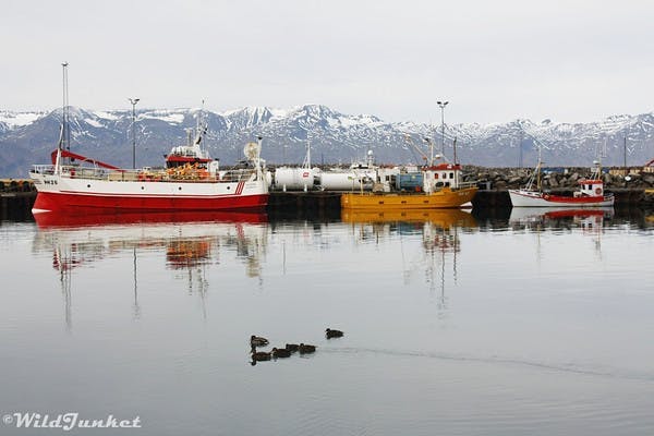 Whale watching tours husavik