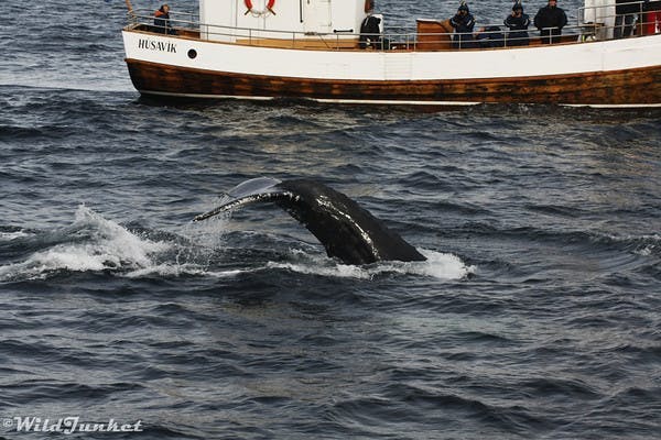 best whale watching spots iceland husavik