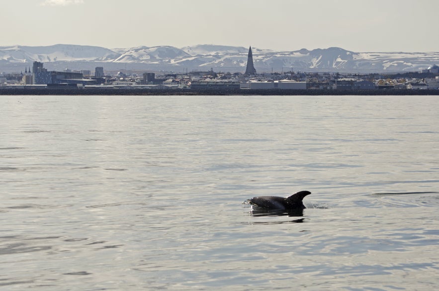 best whale watching spots iceland