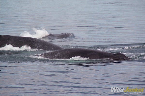 best whale watching iceland