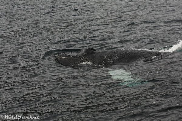 whale watching tours iceland