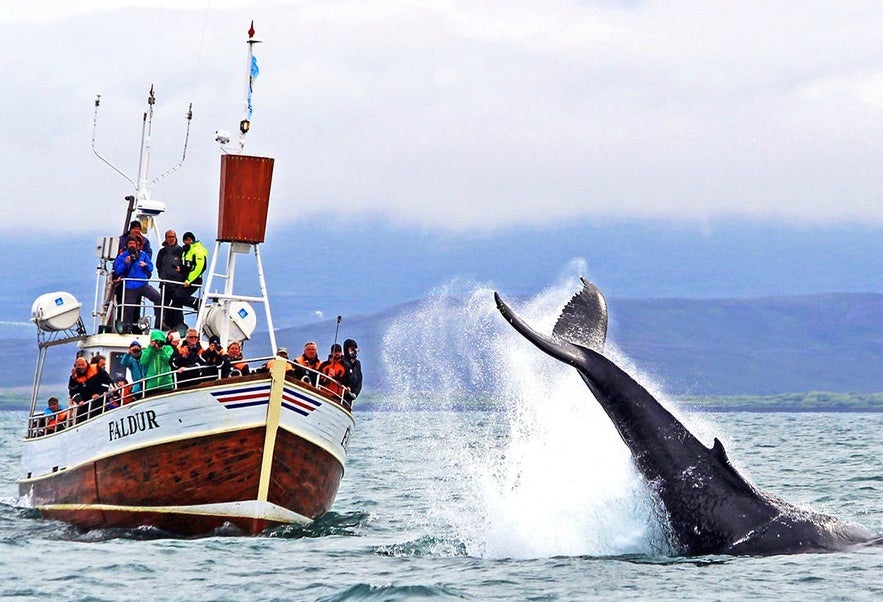 Whale watching in Iceland is almost always a breathtaking experience.