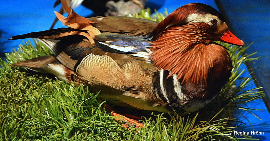 A Mandarin duck at the Sigurgeir's Birds Museum Mývatn