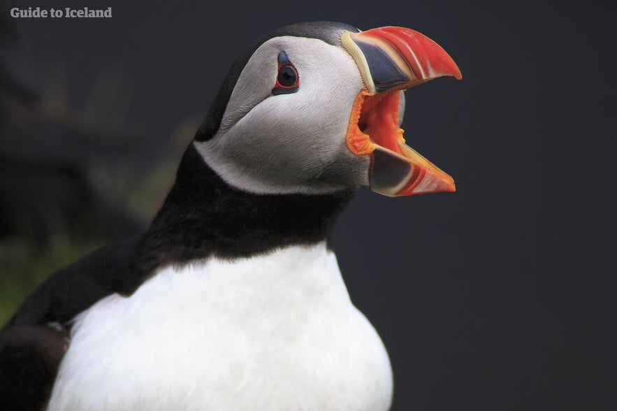 A lens with a good zoom will let you even closer than the puffins allow in the first place - which is pretty close