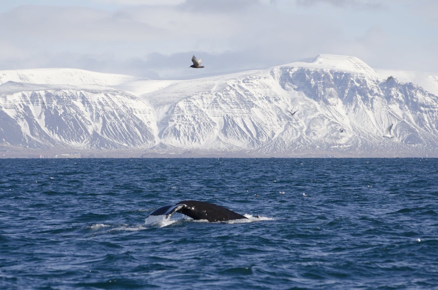 A Humpback Whale before Mount Esja