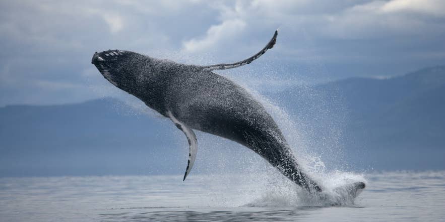 Turn on your sports setting to catch breaching cetaceans while they are in the air