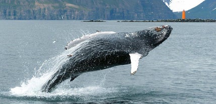 Les baleines à bosse sont connues pour parcourir les eaux du fjord Eyjafjordur dans le nord de l'Islande.