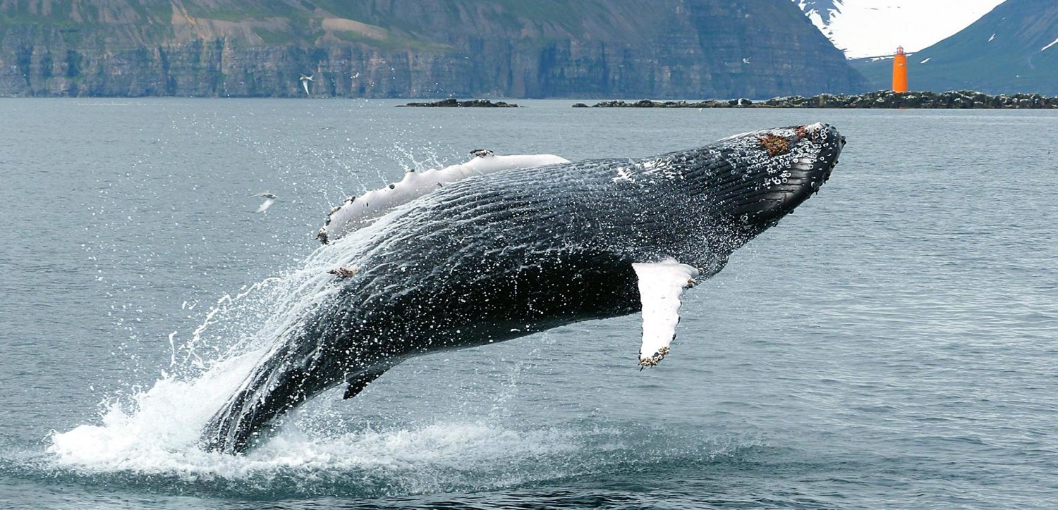 Pukkelhvaler er kendt for at opholde sig i Eyjafjordur-fjorden i det nordlige Island.