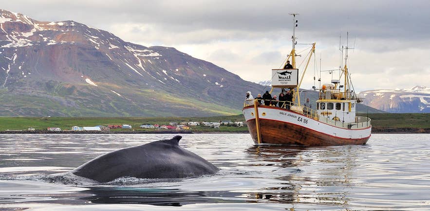 Humpback whale surfacing near a whale watching boat in Eyjafjordur
