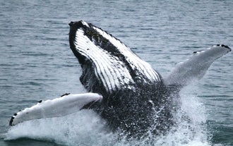 Las ballenas jorobadas son conocidas por sus espectaculares comportamientos al emerger a la superficie.