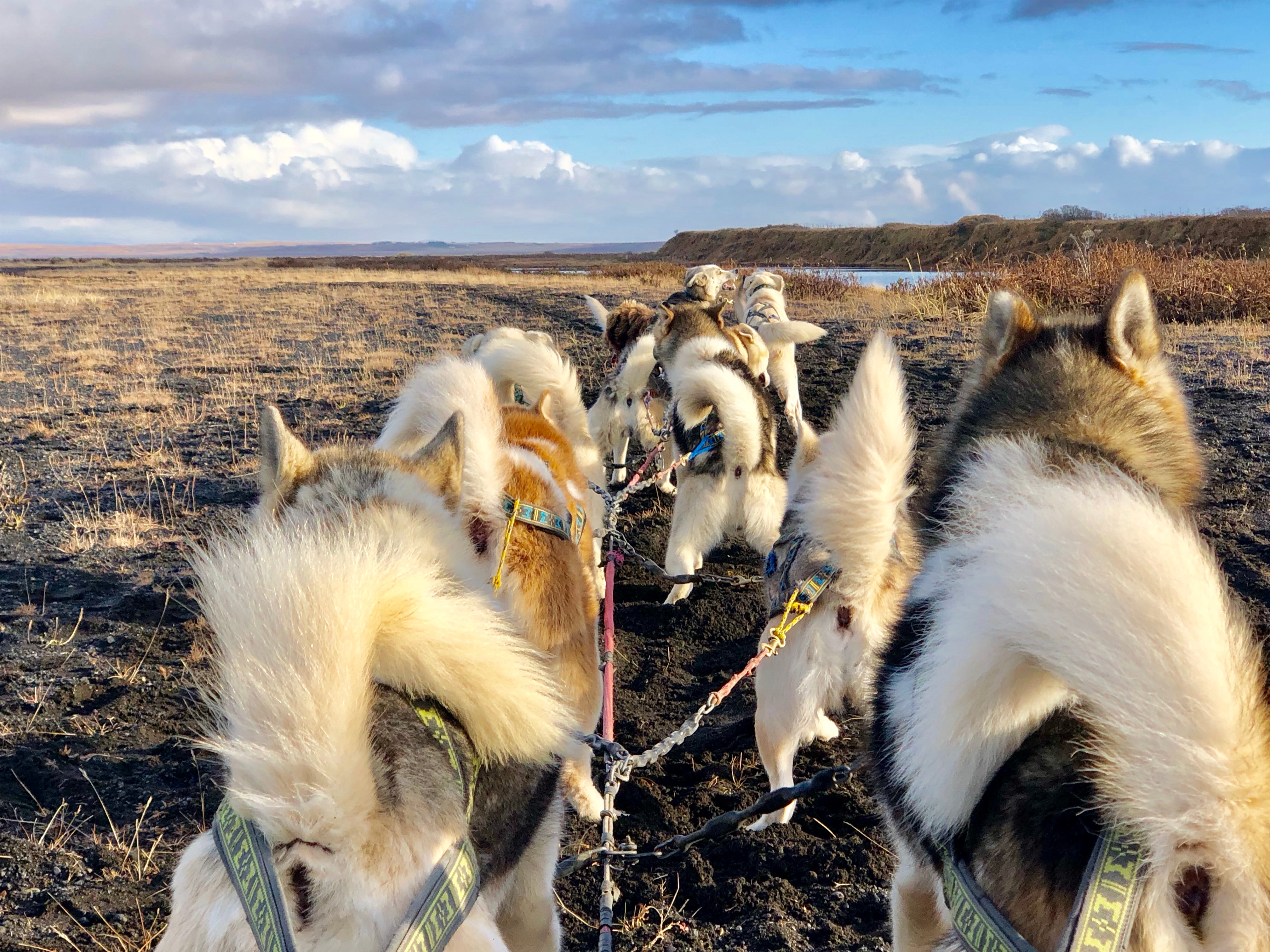 Dogs pull a wheeled kart during the tour's non-snowy months.