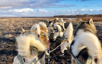 In den schneefreien Monaten der Tour ziehen Hunde einen Kart auf Rädern.