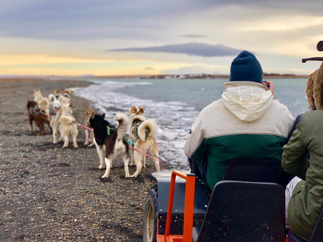 Denne hundesledeturen kan nytes med eller uten snødekket underlag.