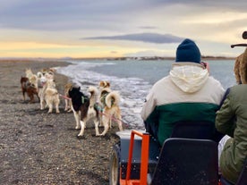Questo tour in slitta trainata da cani può essere goduto con o senza la superficie innevata