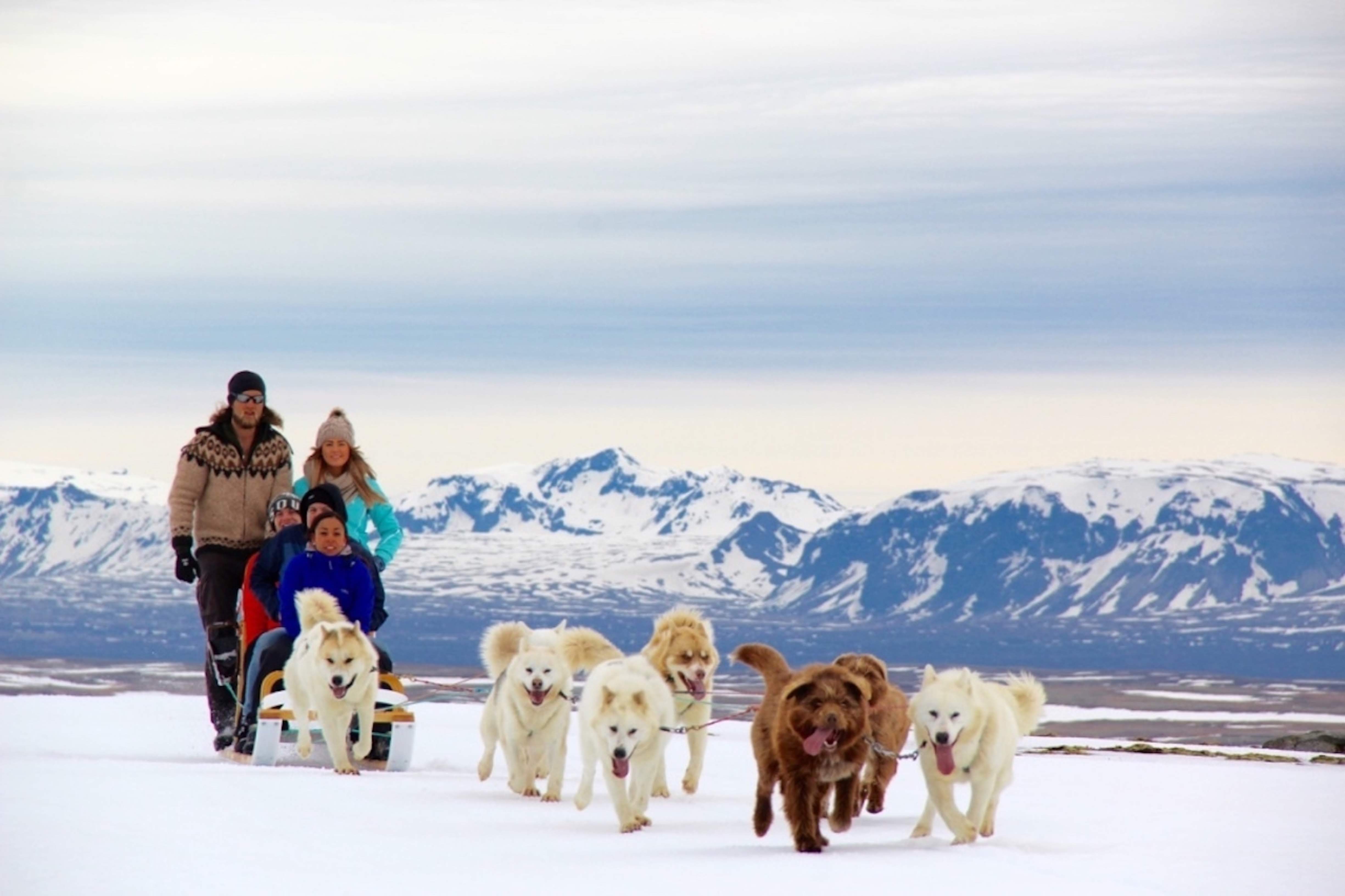 Group enjoying husky dog sledding in Iceland as a team of dogs runs across snowy terrain with mountains behind.