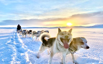 Dog sledding Iceland tour at sunset with huskies pulling a sled across snowy plains near Reykjavik.
