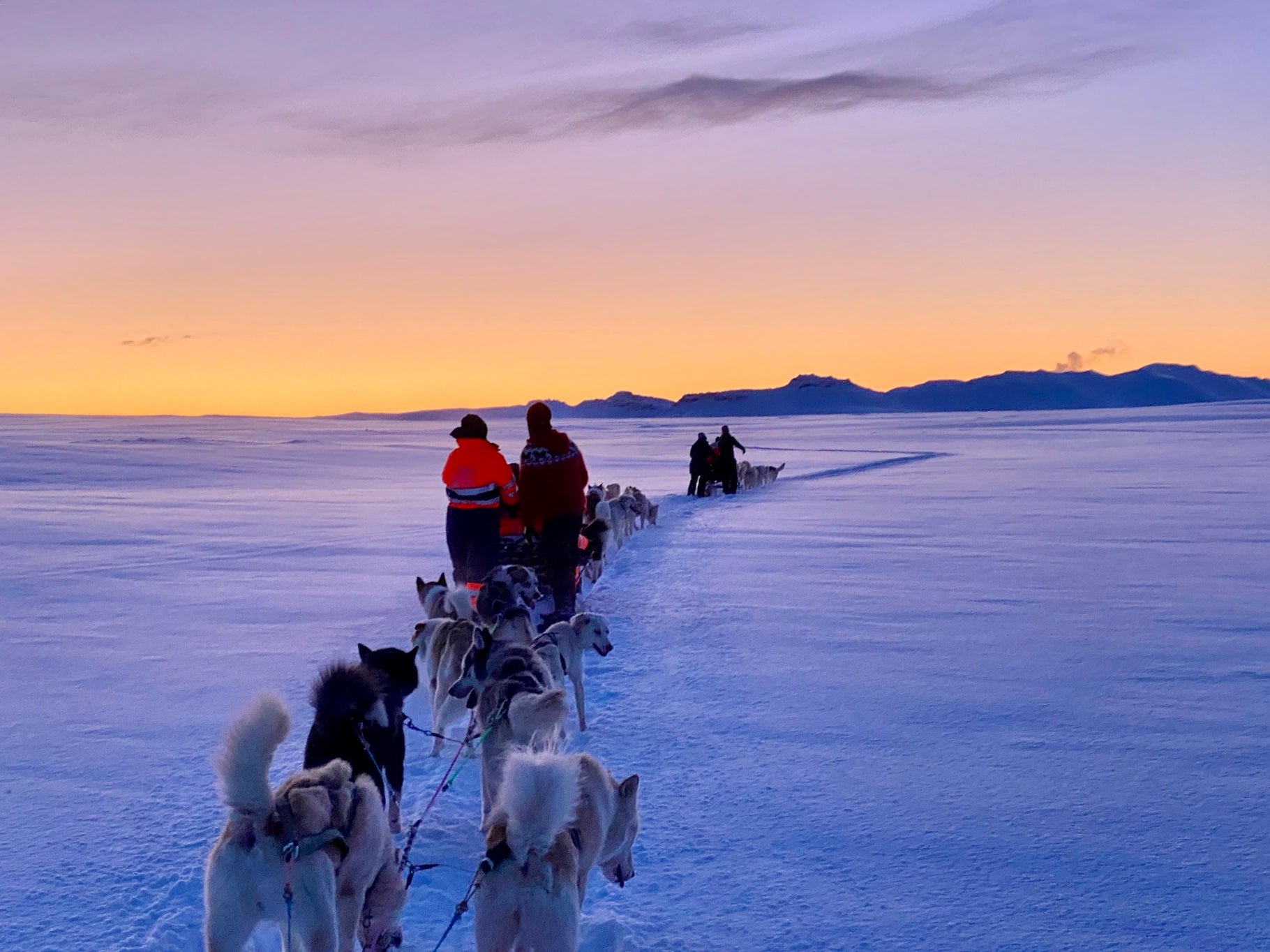 Islands vakre himmel er en av de mange grunnene til å bestille denne hundesledeturen.