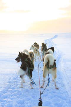 雷克雅未克狗拉雪橇之旅 | 可选接送服务 