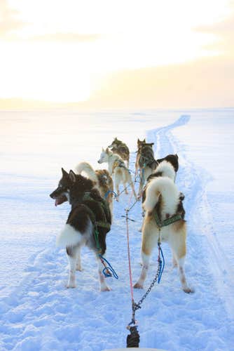 Tour in slitta trainata da cani nei pressi di Reykjavik con prelievo facoltativo