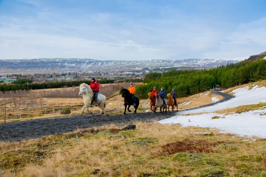 Explore the nature with an adorable Icelandic horse