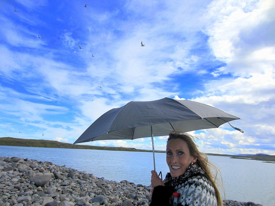 Arctic tern attacking in NE-Iceland