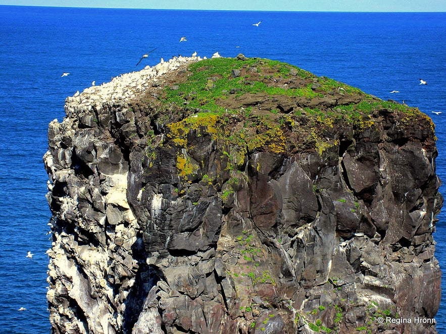 Gannet in abundance on one of the seastacks