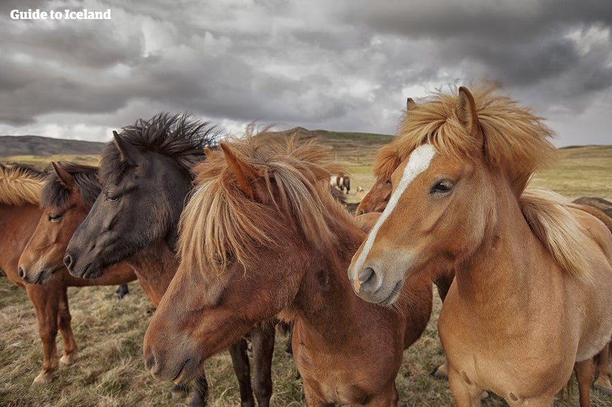 De prachtige IJslandse paarden komen in veel verschillende kleuren voor