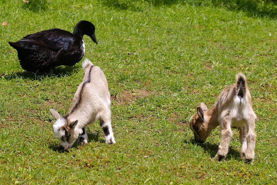 A petting zoo allows your kids to come in contact with beautiful young animal souls