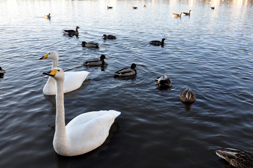 Les cygnes dans le lac Tjornin à Reykjavik