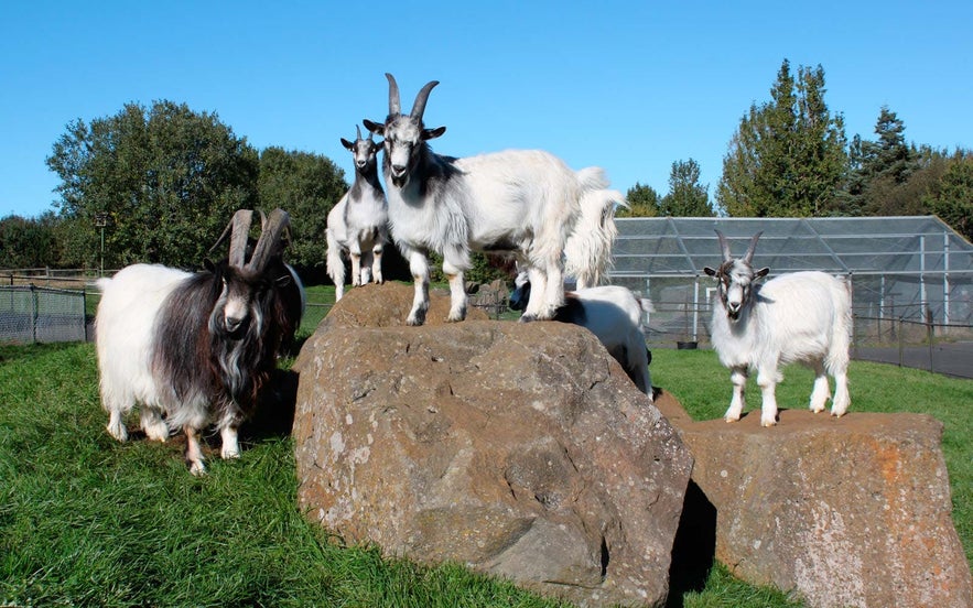 En getfamilj getter på Reykjavík Zoo