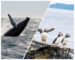 Combination 4-Hour Puffin & Whale-Watching Tour from Reykjavik