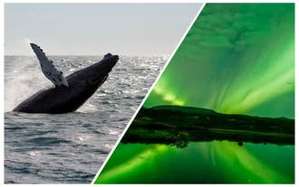 Seks-timers hvalsafari og nordlystur til søs med transport fra Reykjavik