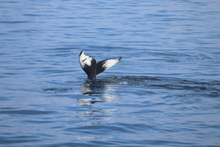 A whale's tail appears from the waters of Faxafloi bay.