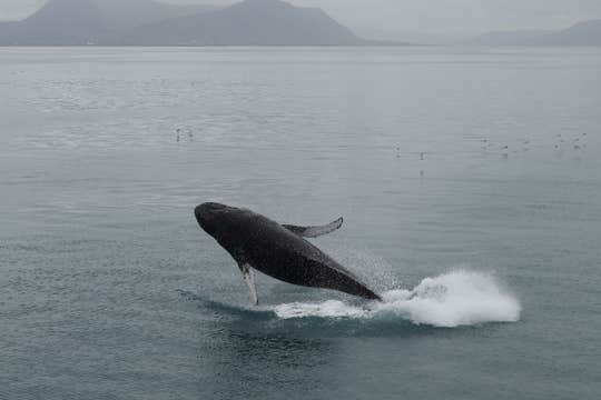 Family-Friendly 3.5-Hour Morning Whale Watching Tour from Reykjavik