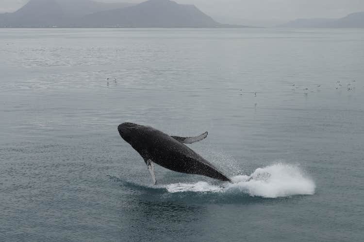 A whale jumps out of the sea near Reykjavik in Iceland.