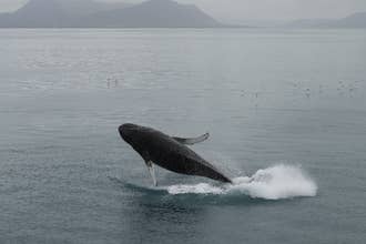 Family-Friendly 3.5-Hour Morning Whale Watching Tour from Reykjavik