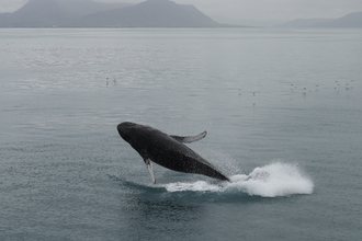 A whale jumps out of the sea near Reykjavik in Iceland.