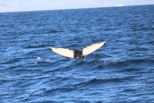 Family-Friendly 3.5-Hour Morning Whale Watching Tour from Reykjavik
