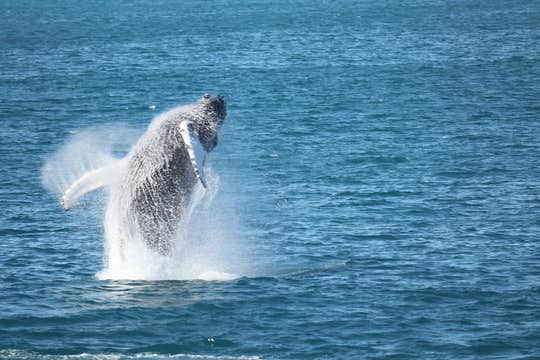 Family-Friendly 3.5-Hour Morning Whale Watching Tour from Reykjavik