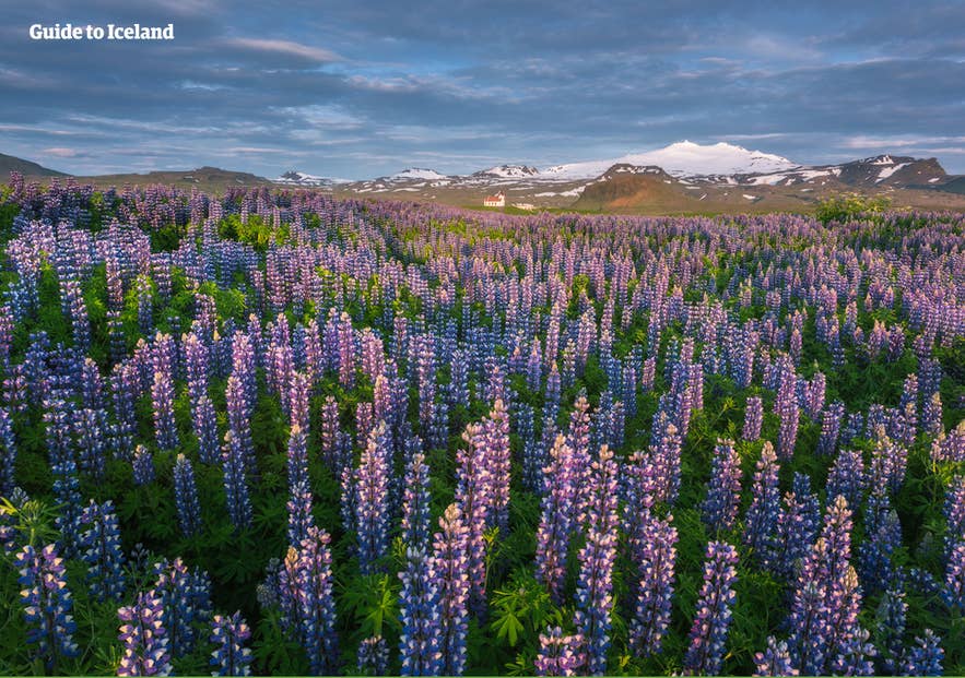 Islands Nationalparks sind jeder für sich atemberaubend schön und präsentieren eine Fülle an Flora, Fauna und faszinierenden Sehenswürdigkeiten.