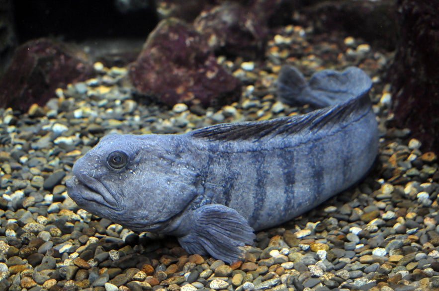 An Atlantic Catfish resting on a seabed.