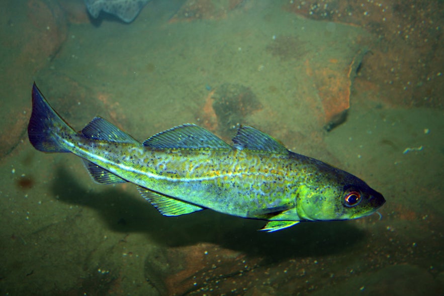 An Atlantic Cod