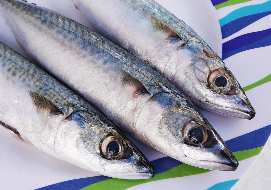 Atlantic Mackerel