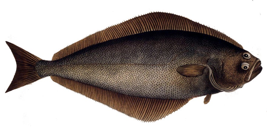 An image of a Halibut