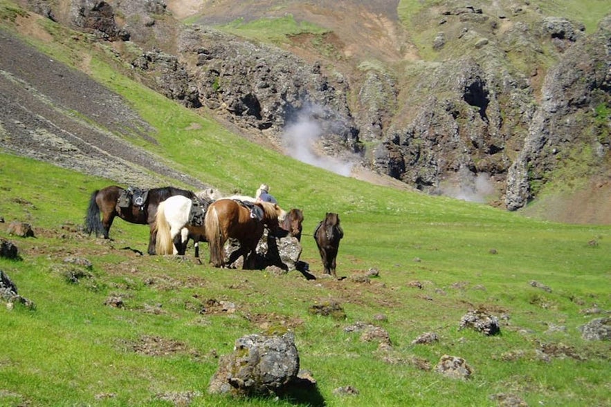 Enjoy exploring the lush nature of Hveragerdi