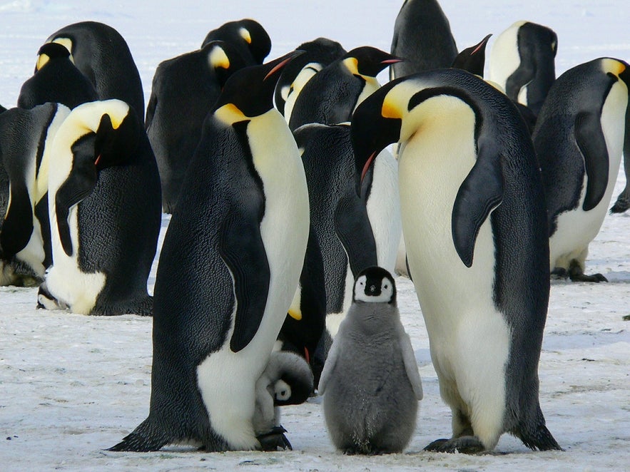 Il n'y a pas de pingouins en Islande