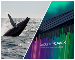 This tour in Iceland combines whale watching with a visit to the Aurora Reykjavik Exhibition.