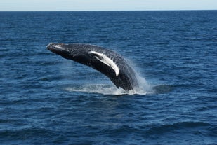 Humpback whales are commonly seen across Reykjavik's Faxafloi bay.